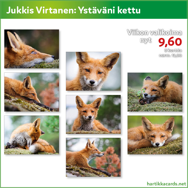Ystäväni kettu. Korttisarjaketusta, joka tuli kaveriksi kalareissulle. Tämän viikon tarjouksessa 9,60 / 8 postikorttia. 