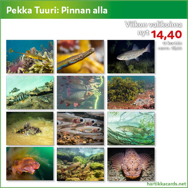 Pekka Tuurin Pinnan alla -sarjassa on Suomen vesiltä kuvattuja kalalajeja niiden omissa elinympäristöissään. Tarjoushinta 14,40 € / 12 postikorttia. 